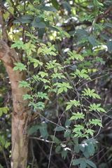 Solanum skutchii