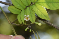 Solanum skutchii