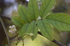 Solanum skutchii