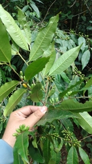 Erythroxylaceae