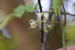 Solanum skutchii