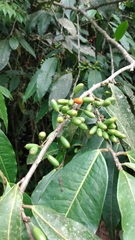 Erythroxylaceae