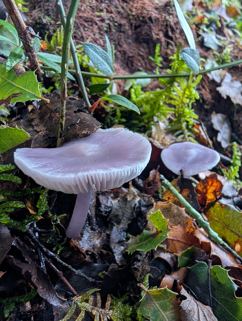 Mycena pura · December 2025 · photo: © pmgaspar (iNaturalist, cc-by)