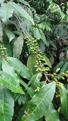 Erythroxylaceae