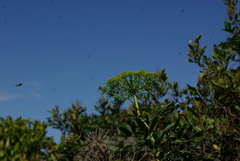 Notobubon laevigatum