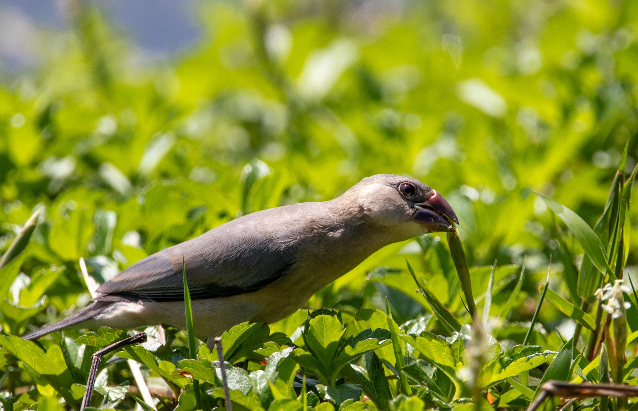Java Sparrow
