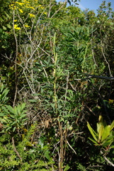 Notobubon laevigatum