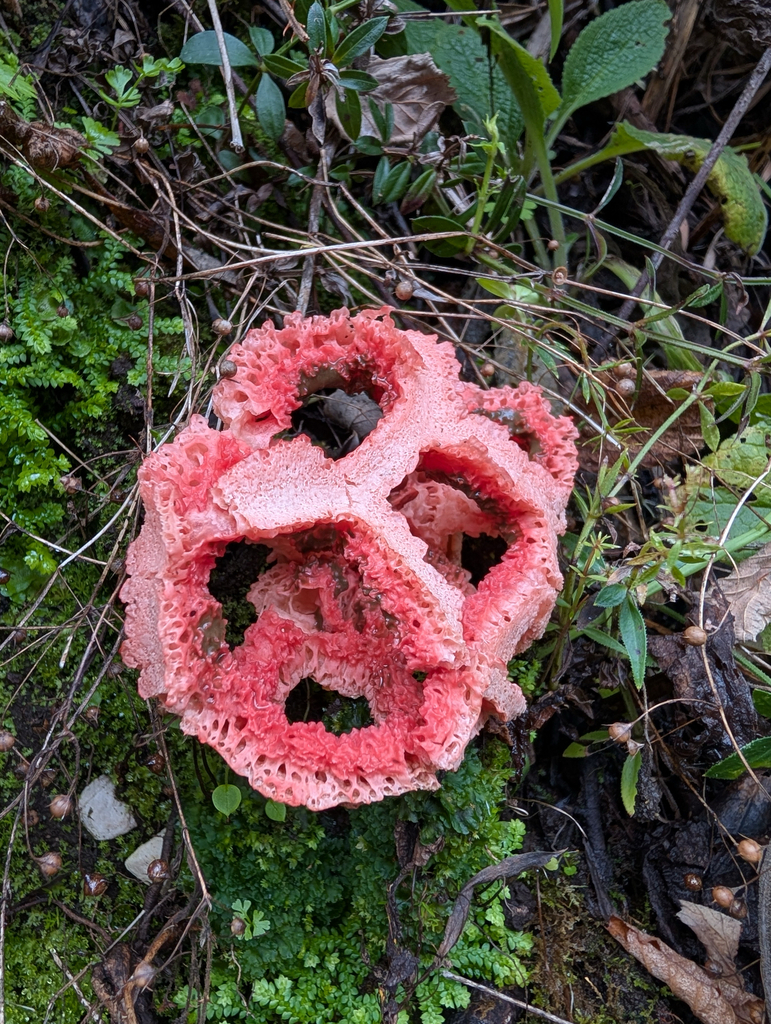 Clathrus ruber · December 2025 · photo: © pmgaspar (iNaturalist, cc-by)