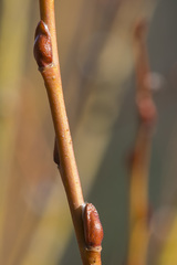 Salix starkeana