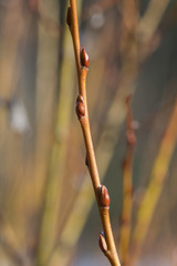 Salix starkeana
