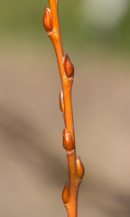 Salix starkeana