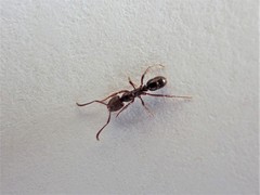 Austroponera castanea