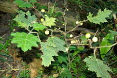 Solanum aculeatissimum