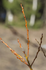 Salix starkeana