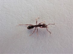 Austroponera castanea