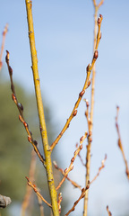 Salix starkeana