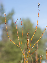 Salix starkeana