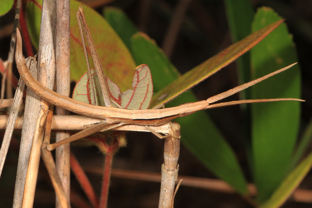 Long-headed Toothpick Grasshopper