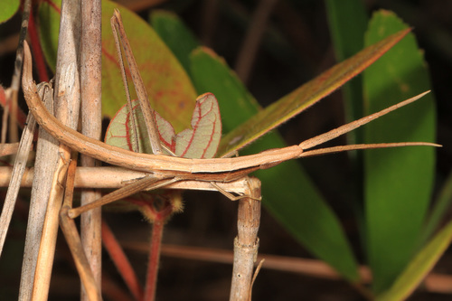 Long-headed Toothpick Grasshopper