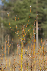 Salix starkeana