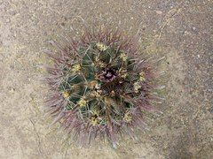 Ferocactus recurvus recurvus