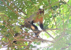 Sapajus libidinosus