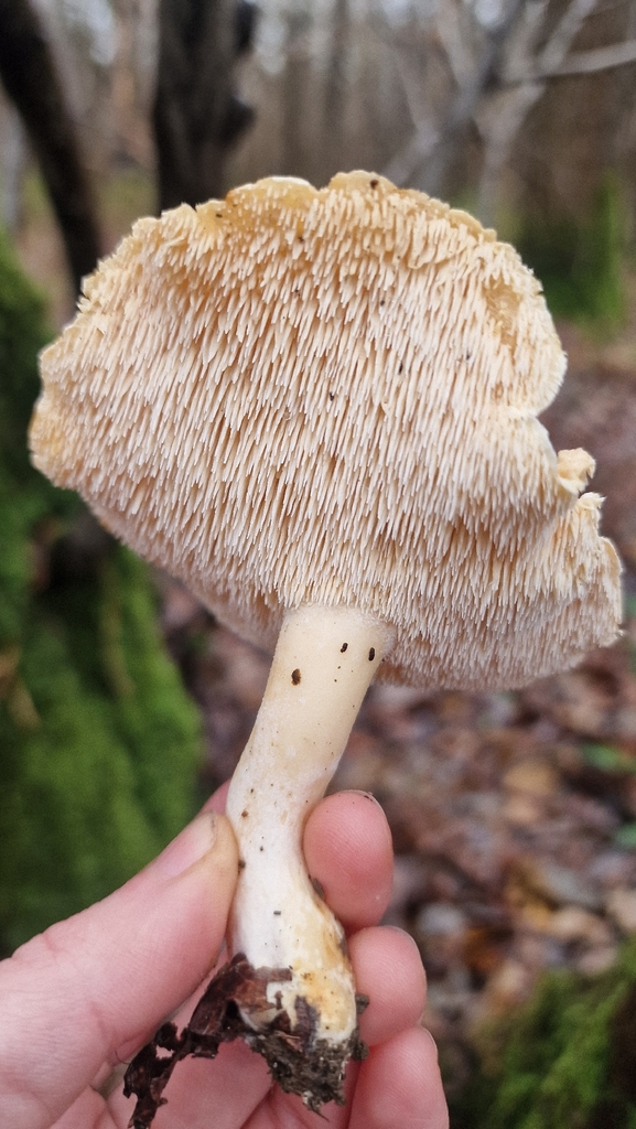 Hydnum repandum · December 2025 · photo: © fungiary (iNaturalist, cc0)