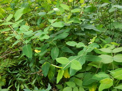 Apocynum × floribundum