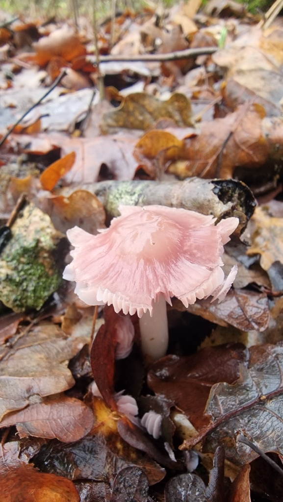 Mycena rosea · December 2025 · photo: © fungiary (iNaturalist, cc0)