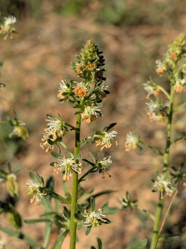 Reseda minoica (Reseda minoica)