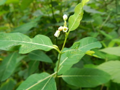Apocynum × floribundum