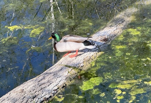 Stockente