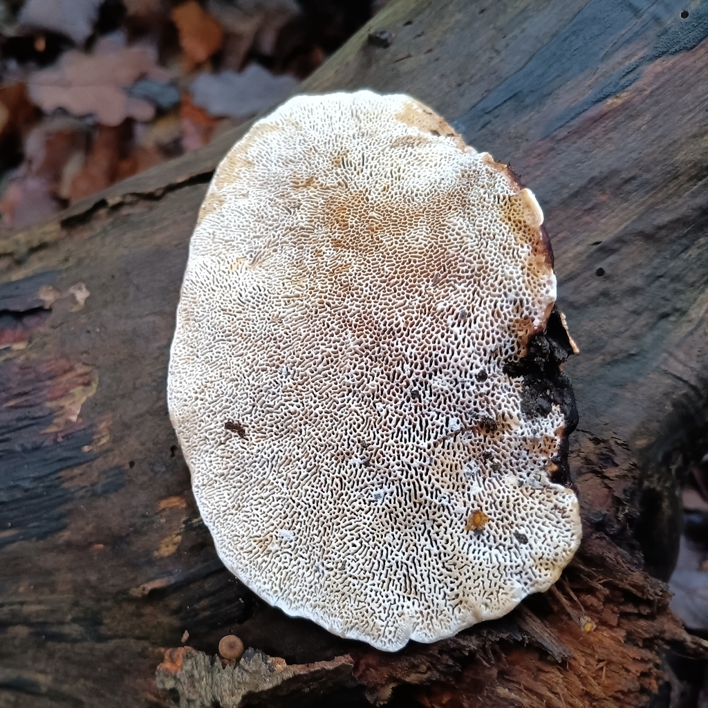 Daedaleopsis confragosa · December 2025 · photo: © considerthelilies (iNaturalist, cc-by)