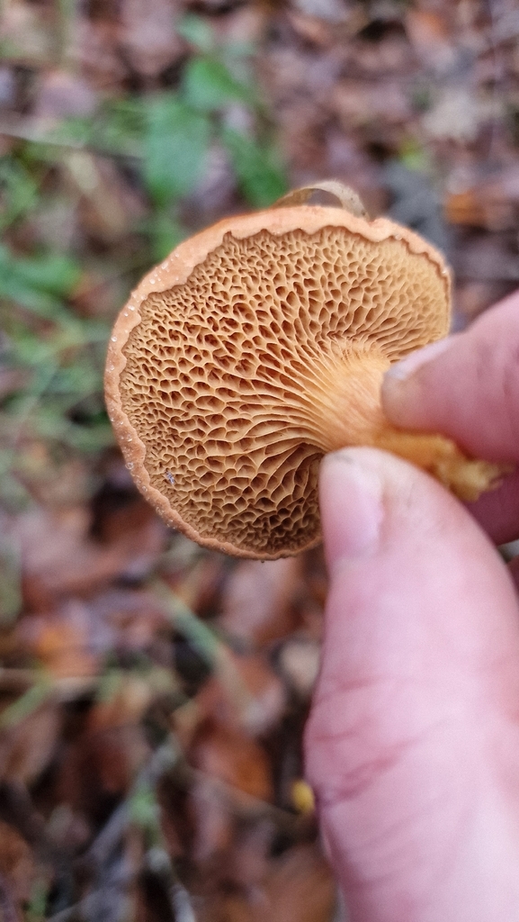 Chalciporus piperatus · December 2025 · photo: © fungiary (iNaturalist, cc0)