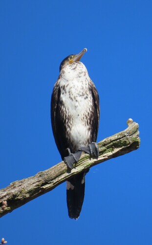 Kormoran