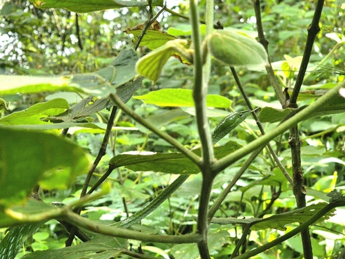 Malabar Vine Snake