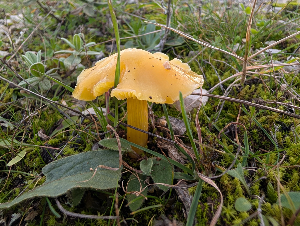 Hygrocybe acutoconica · December 2025 · photo: © pmgaspar (iNaturalist, cc-by)