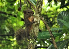 Sciurus aestuans ingrami