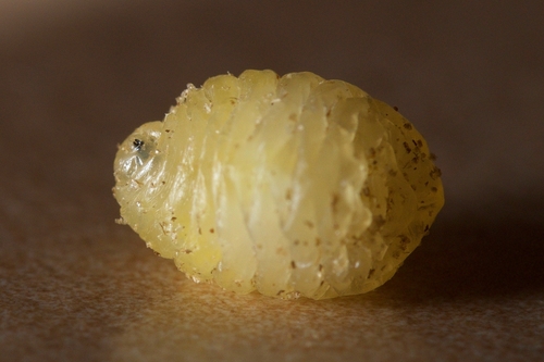 Goldenrod Gall Fly