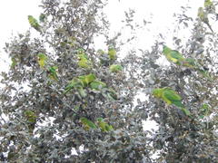 Psittacara holochlorus