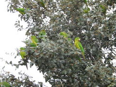 Psittacara holochlorus