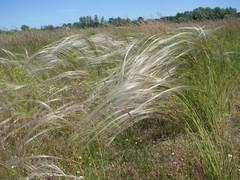 Stipa borysthenica