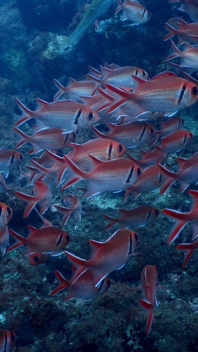 Myripristis jacobus