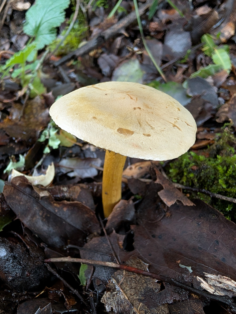 Tricholoma sulphureum · December 2025 · photo: © pmgaspar (iNaturalist, cc-by)