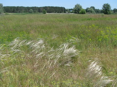 Stipa borysthenica