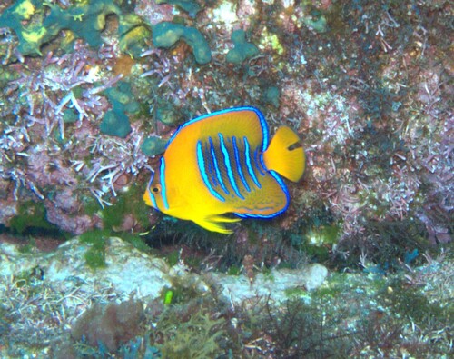 Photo of King angelfish (Holacanthus passer)