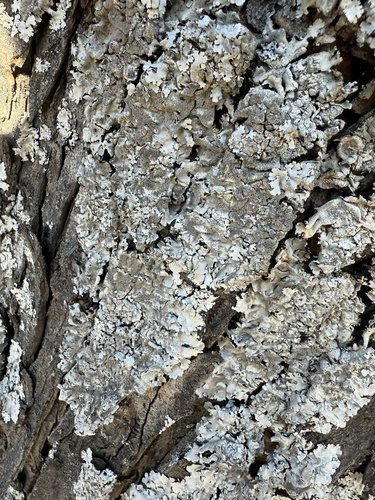 Linden-Schüsselflechte