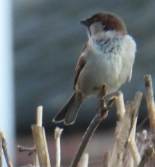 Passer domesticus