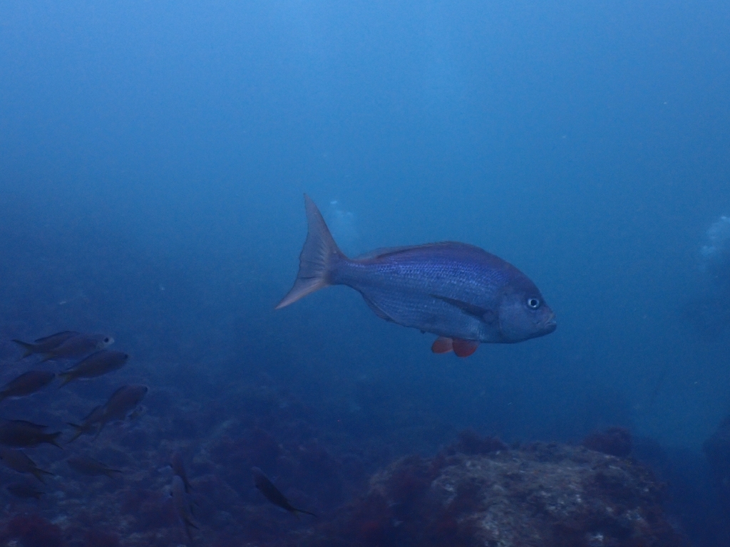 Virididentex acromegalus
