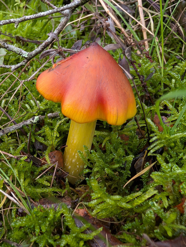 Hygrocybe conica · December 2025 · photo: © pmgaspar (iNaturalist, cc-by)